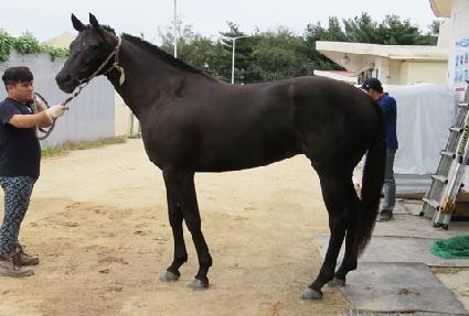 �����η��̵� ����