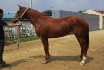 �������� (SEMYEONG GONGJU) ����