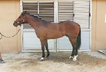 ������Ҳ� (SEORABEOL BULKKOT) ����