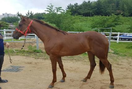 ����Ǯ���̾� ����