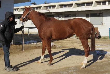 ���罺Ÿ ����