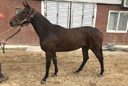 ���̾���Ʈ ����