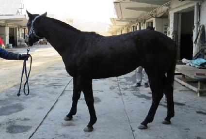 ����������� ����