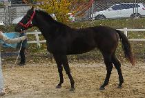 �̽������� (MISS SUNSHINE) ����