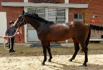 ������Ÿ (MARINE STAR) ����