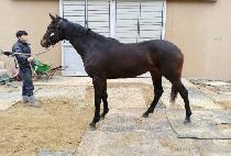 �������� (VEGA THUNDER) ����