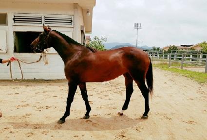 �ñ״�ó ����