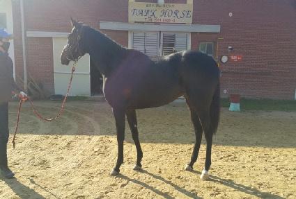 ��Ƽ���̾� ����