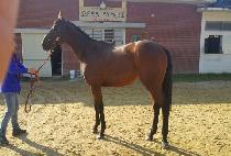 ��Ÿ���� (STAR BOY) ����