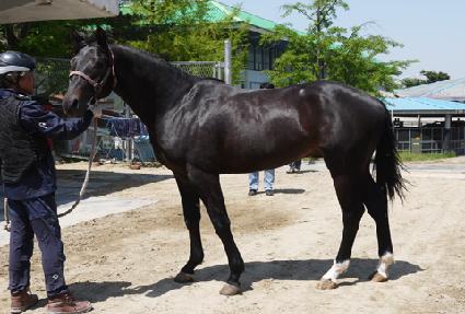 �ص�� ����