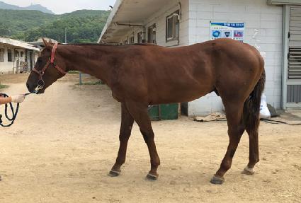 �Ŷ���屺 ����