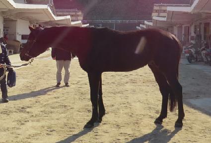 �̻��ϸ��� ����