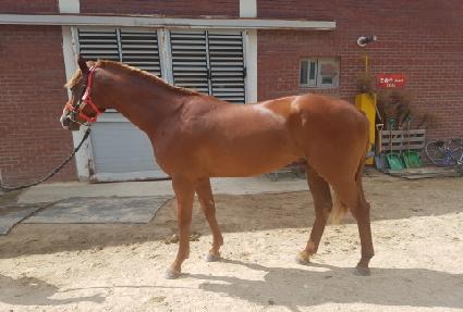 ī�����ھ� ����