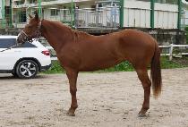 �ε��̵� (INDY LADY) ����