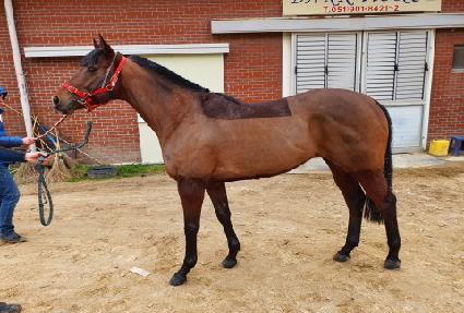 ������Ư�� ����