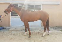 �ǿ������ġ (MAN OF THE MATCH) ����