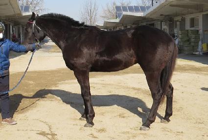 ���������� ����