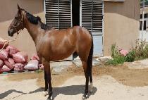 ����Ƽ (ROSETTI) ����