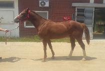 ����������ť (VERYVERYTHANKYOU) ����