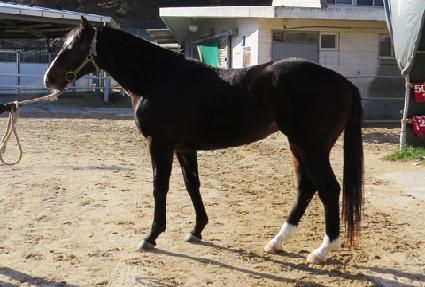 ���̽�Ʈ���� ����