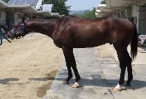 ��������ũ (SUN SPIKE) ����