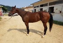 SILLAUI MISO picture