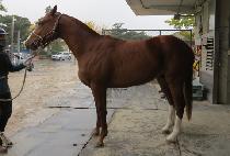 ���̸�ŷ�� (SIMON KINGDOM) ����