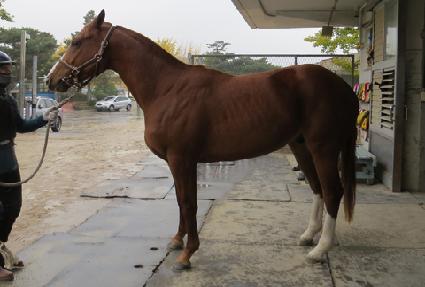 ���̸�ŷ�� ����