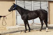 ��翡�̽� (DAMYANG ACE) ����