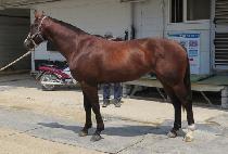 �ϸ��� (IL MARE) ����