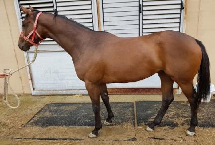 �ƽ��Ŀ� ����