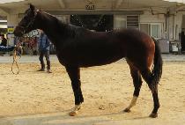 ���̸��� (SIMON QUEEN) ����