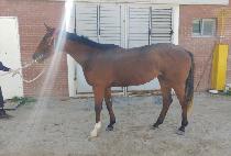 �����̺�ĳ�� (PRIVATE CASTLE) ����