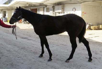 ���������� ����