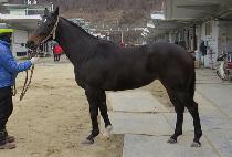 ������� (GOLDEN JAY) ����