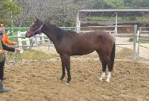 �帲���� (DREAM DANCER) ����