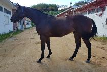 ��ȣ���� (DAEHO JILJU) ����