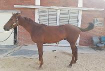 �ູ�ڸ��� (HAENGBOK KOREA) ����