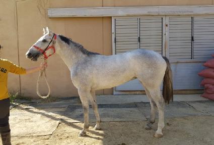 ���������� ����