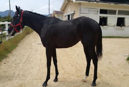 �����Ǵ��̾� ����