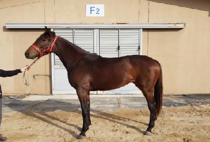 ������ ����