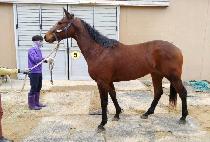 ���� (NUERU) ����