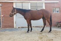 ���������� (YEONGWONHAN JILJU) ����