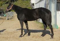 ���������̵� (EX BLADE) ����