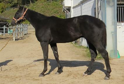 ���������̵� ����