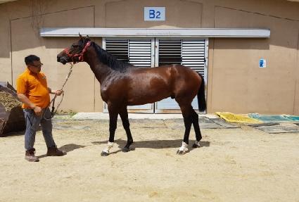 ���̷�� ����