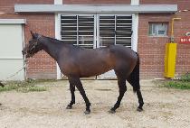 �ܵ��� (DANDI QUEEN) ����