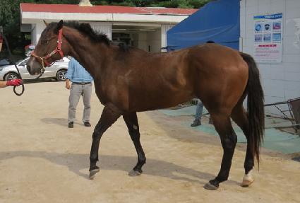 ������ ����