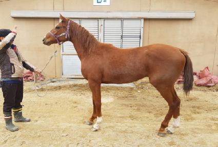 �ִϱ����� ����