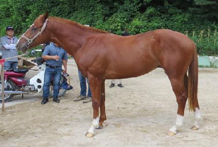 �̶�Ŭȣ�� ����